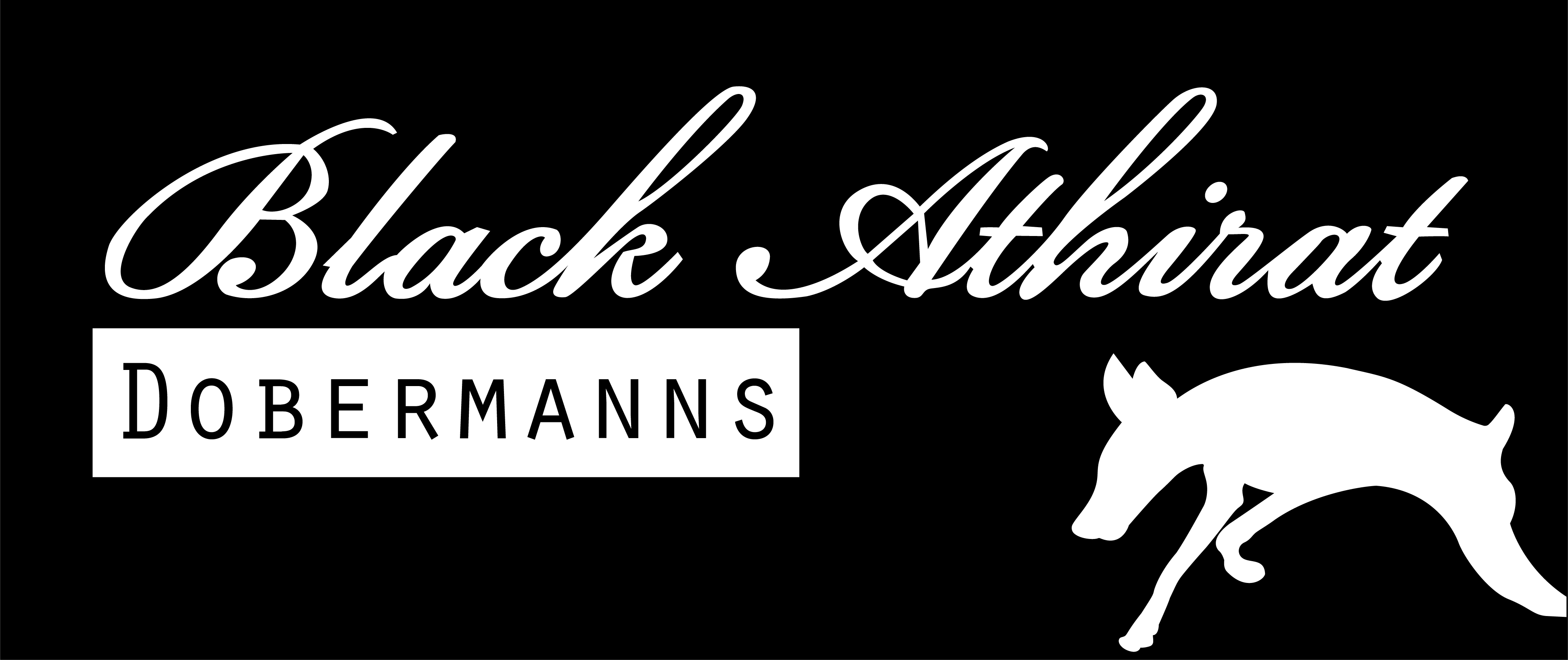 Black Athirat Dobermanns
